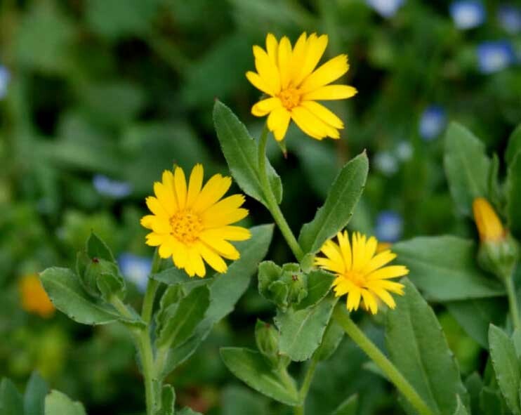 گل همیشه بهار صحرایی